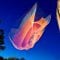 Taking imagination seriously – Janet Echelman