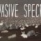 The threat of invasive species – Jennifer Klos