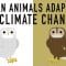 Can wildlife adapt to climate change? – Erin Eastwood