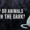 How do animals see in the dark? – Anna Stöckl