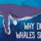 Why do whales sing? – Stephanie Sardelis