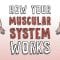 How your muscular system works – Emma Bryce