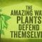 The amazing ways plants defend themselves – Valentin Hammoudi