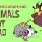 The surprising reasons animals play dead – Tierney Thys