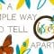 A simple way to tell insects apart – Anika Hazra