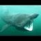 How do you save a shark you know nothing about? – Simon Berrow