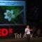 Natural pest control … using bugs! – Shimon Steinberg
