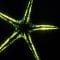 The weird, wonderful world of bioluminescence – Edith Widder