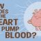 How the heart actually pumps blood – Edmond Hui