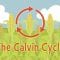 Nature’s smallest factory: The Calvin cycle – Cathy Symington