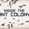Inside the ant colony – Deborah M. Gordon