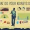 How do your kidneys work? – Emma Bryce