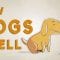 How do dogs “see” with their noses? – Alexandra Horowitz