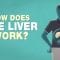 What does the liver do? – Emma Bryce