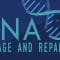 What happens when your DNA is damaged? – Monica Menesini