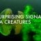 The surprising (and invisible) signatures of sea creatures – Kakani Katija