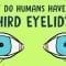 Why do humans have a third eyelid? – Dorsa Amir