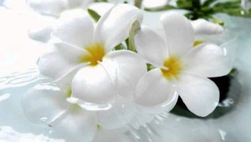 Private: [ID: jcv8hnLWatQ] Youtube Automatic