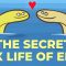 No one can figure out how eels have sex – Lucy Cooke