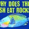 The big-beaked, rock-munching fish that protect coral reefs – Mike Gil