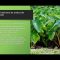 Soluciones de Agricultura Perenne por Tobias R