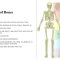 Human Skeletal System by Muhammad Usama J