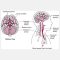 Stroke: Overview for Everyone by Muhammad Usama J