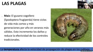 [ID: O26vccI3oyQ] Youtube Automatic