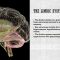 Emotion, Personality, and Social Cognition